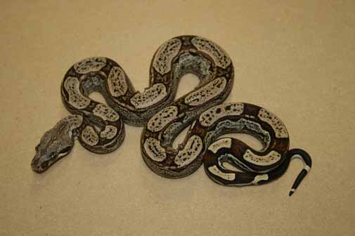 Boa Constrictors